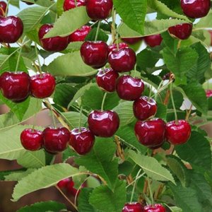 Čerešňa (Prunus avium) ´BURLAT´, výška: 130-160 cm, obvod kmeňa: 6/8 cm - kvetináčová